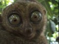 Tarsier