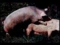 Sex zwierząt