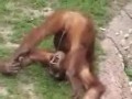 Monkey pije. swoje siki