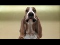 Pies beatboxer