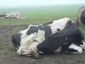 Krówka popija... swoje mleczko