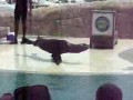 Foka tańczy breakdance