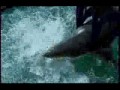 Rekini jackass