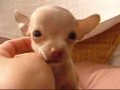 Słodki Chihuahua