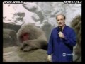Whose line - Reportaż