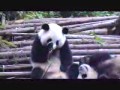 Kichająca panda