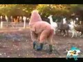 Zabawa w zoo