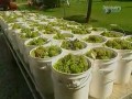 Jak to jest zrobione - Wino