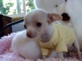 Mały Chihuahua