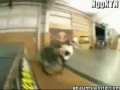 Komplikacja extremalnych filmików