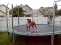 Pies na trampolinie