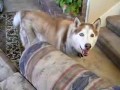 Gadający Husky