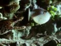 Discovery - Trucizny 3