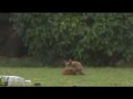 Wiewiórka pokazuje kilka tricków
