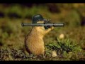 Hamster dance