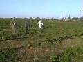 THE RABBIT - REMI GAILLARD