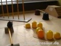 Tor przeszkód dla myszy