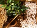 Geniculata i mysz