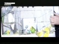 Niezwykły występ z Papugami