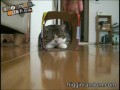 Zabawa kota