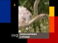 Łapu Capu 07.01.09