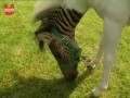 Pół-koń pół-zebra