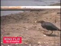 Ptak łowi ryby jak wędkarz
