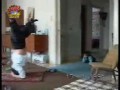joga