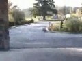 skate dog