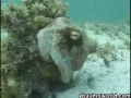 Niesamowity kamuflaż Octopusa