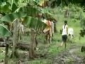 Kolumbia - Kokaina