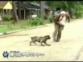 Pies atakuje dziadka
