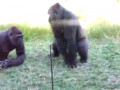 Gorilla fight