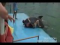 Zboczony delfin