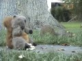 Nagły atak wiewiórki