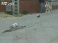 Zawiedziony kot