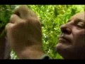 Superchwast - Marihuana