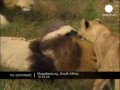 Przytulanie z lwami