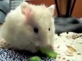 Nom Nom Nom