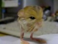 Jerboa