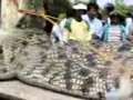 Największy aligator, jakiego spotkano