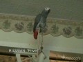 Papuga mówiąca szesnastoma językami