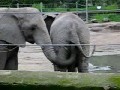 Zabawa słoni w ZOO