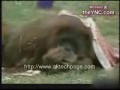 Małpeczka vs. kot