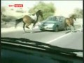 Koń vs. samochód