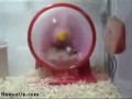 Turbo chomik