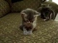 Little kitten so tired