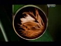 Discovery - Wszystko o pająkach