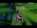Discovery - Wszystko o pająkach 4