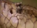 National Geographic - Żmije prawie doskonałe